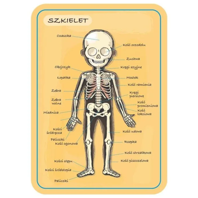 Janod Jigsaw Magnetic Body of Man J05491 — image 10