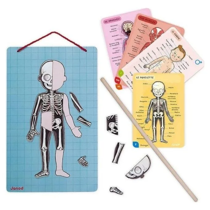 Janod Jigsaw Magnetic Body of Man J05491 — image 3