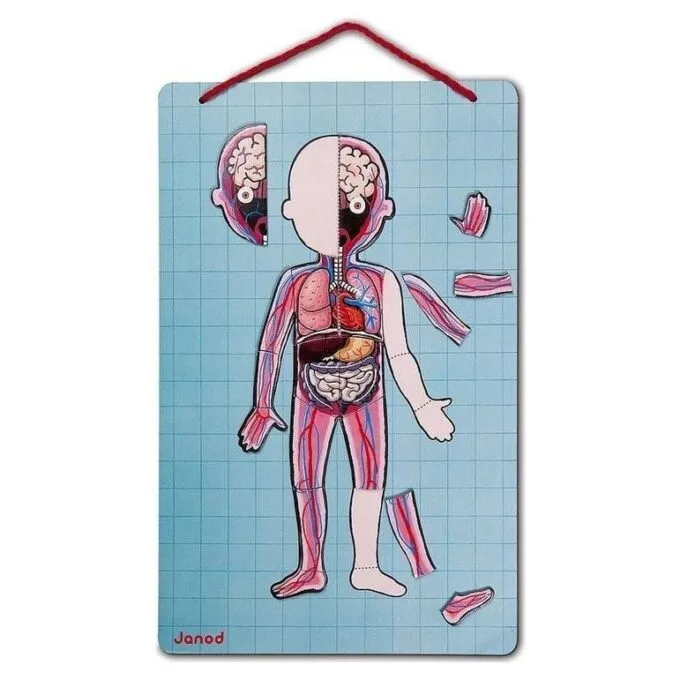 Janod Jigsaw Magnetic Body of Man J05491 — image 4