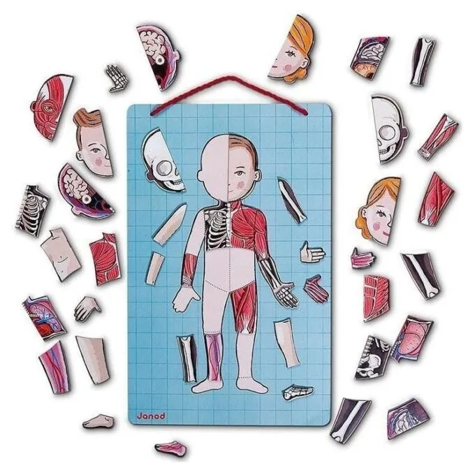 Janod Jigsaw Magnetic Body of Man J05491 — image 5