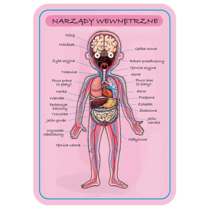 Janod Jigsaw Magnetic Body of Man J05491 — image 9